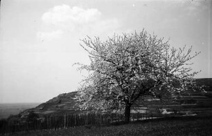 Munzingen: Blühender Kirschbaum