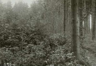 Forstwirtschaft im Erzgebirge. Zöblitz. Untersonnungsschirm (rechts), anschließend an einen älteren Buchenhorst (links)