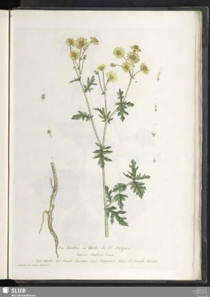 La Jacobée ou Herbe de St. Jacques