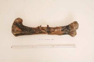 Bein eines Dinosauriers Iguanodon