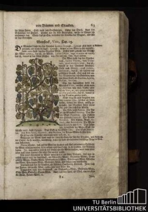 Cap. 15. Weinstock, Vitis.