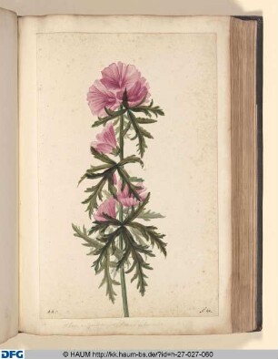 Alcea vulgaris major, flore ex rubro roseo.