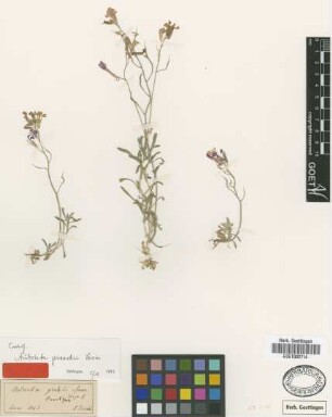 Aubrietia pinardii Boiss. [type]