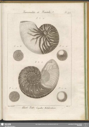 Pl. 471. Nummulite et Nautile