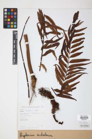 Asplenium achalense Hieron.