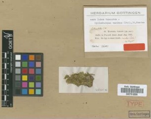 Hookeria varians Sull. [isotype]