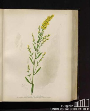 Genista tinctoria Linné. Färber-Ginster.