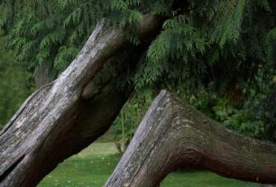 Frankreich. Haute Normandie. Eure. Harcourt. Chateau d Harcourt. Arboretum