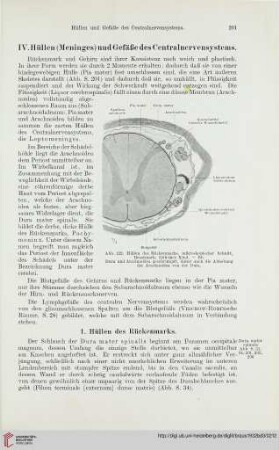 1. Hüllen des Rückenmarks