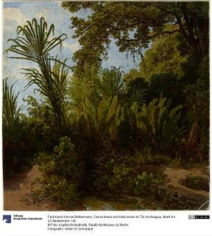 Canna brava und Heliconien im Tal von Aragua