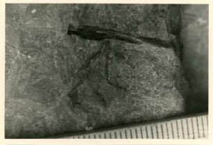 Bohrkern der Tiefenbohrung Freital (F 9), Teufe (Tiefe im Bergwerk) 249,50-254,70 m, 20 cm (?) vor Krone. Niederhäslich-Schweinsdorf Formation. Rest eines Kleinsauriers im sandigen Pelit. Bannewitz-Boderitz, Bohrpunkt südlich des letzten Hauses, östlich der Straße zum Marienschacht