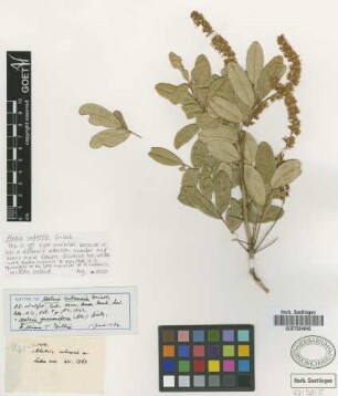 Ateleia cubensis Griseb.