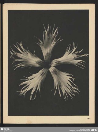 Dianthus plumarius - Federnelke (8mal vergrößert)