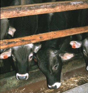 Fotografie: Tierproduktionsverfahren, Fressgitter, Futtervorlage