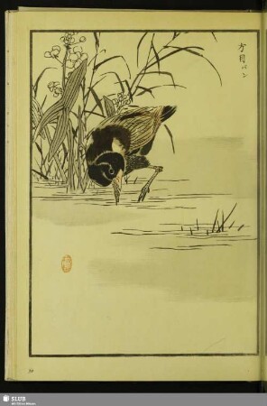 [Teichhuhn, Gallinula chloropus indicus Blyth]