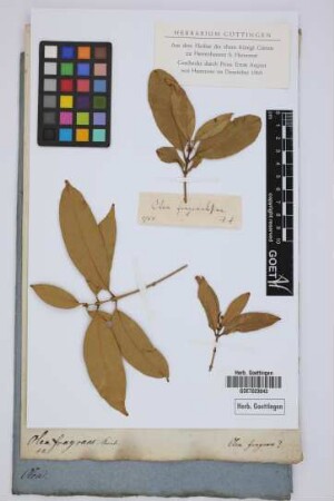 Olea fragrantissima