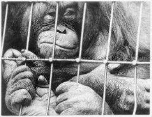 Orang Utan