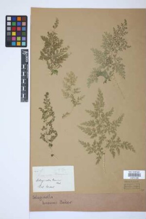 Selaginella braunii Baker