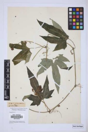 Passiflora