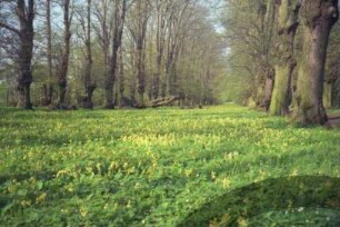 Jersbeker Park: Lindenallee: Bodenbewuchs Schlüsselblumen in Blüte