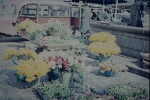 Marktplatz, Detmold, Detail, Blumenstände auf dem Wochenmarkt; farbig