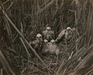 Rohrweihe (Circus aeruginosus L.), etwa vier Wochen alte Junge im Nest