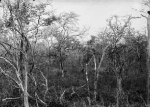Pori (Deutsch-Ostafrikaexpedition 1906-1907)