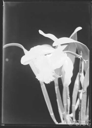 Potsdam, Park Sanssouci, Gewächshaus, Orchideen.