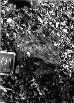 Grabstein 53 (Index: 100090657) Material: Sandstein Maße HxBxT: 0x0x0 cm Beschreibung: Fragment: Grabstein 53