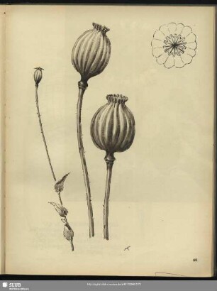 Mohn