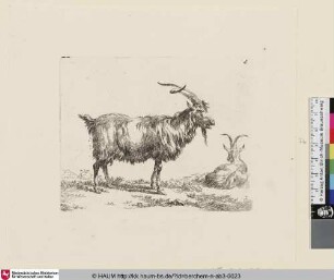 [Stehende Ziege nach rechts und liegende Ziege von hinten gesehen; The Set of the Goats, 2; Une chèvre debout, vue de profil et dirigée vers la droite [...] une autre qui est couchée dans le fond à droite]