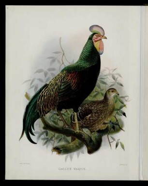 [Plate XXXV.] Gallus varius