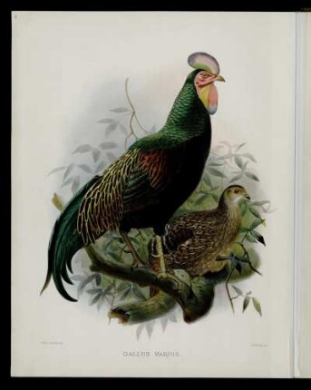 [Plate XXXV.] Gallus varius