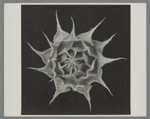 Sonnenblume, Knospe (Helianthus annuus)