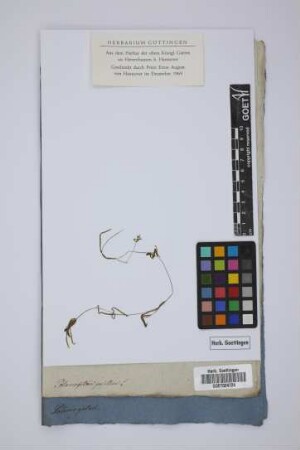 Potamogeton pusillus L.