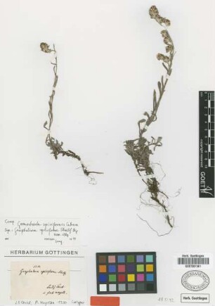 Gnaphalium spiciforme Sch.Bip. [isotype]