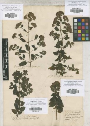 Origanum