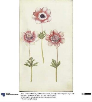 Horti Anckelmanniani, Tom. I [II nicht nachgewiesen], Bl. 62r - Windröschen (Anemone)