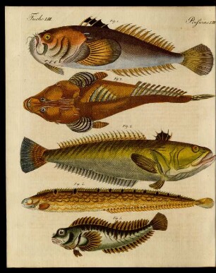 Merkwürdige Fische.