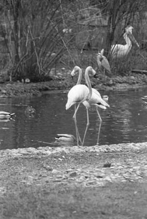 Diebstahl von zwölf der insgesamt 14 Kuba-Flamingos aus dem Karlsruher Zoo