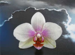 Orchidee im Wasser mit Wolkenspiegelung