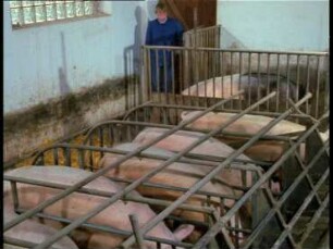 Künstliche Besamung beim Schwein