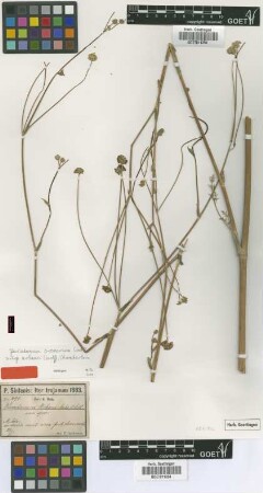 Peucedanum urbanii Aschers. & Sint. ex H.Wolff [isotype]
