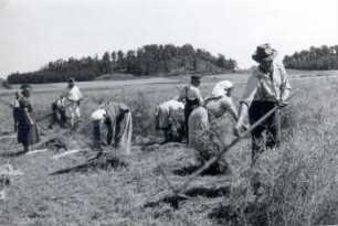 Rapsernte in Kreckwitz : Land- und Viehwirtschaft - Ernte und Einbringen der Ernte. Ort: Krakecy / Kreckwitz. Landwirtschaftliche Produktionsgenossenschaft. Rapsernte