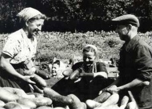 Gemüsehandel in Burg-Kauper : Land- und Viehwirtschaft - Gemüsehandel (Gärtnerei). Ort: Kuparske Bórkowy / Burg-Kauper. Gemüseannahmestelle