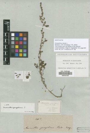 Amaranthus gangeticus L.