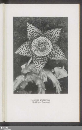 Stepelia grandiflora