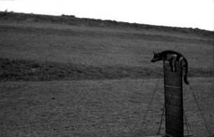 Epfenhofen: [Hund] Bomber klettert über Zaun