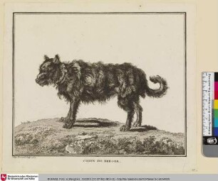 CHIEN DE BERGER [Hirtenhund]