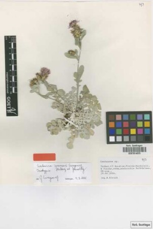 Centaurea sp.